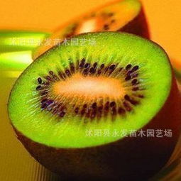 紅陽獼猴桃苗批發與市場行情全解析